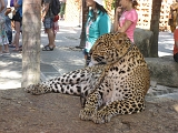 Leopard or Cheetah